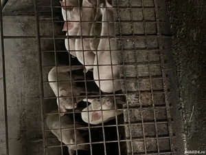 Grăsuni de vânzare  - imagine 2