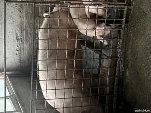 Grăsuni de vânzare  - imagine 4