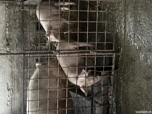 Grăsuni de vânzare  - imagine 3