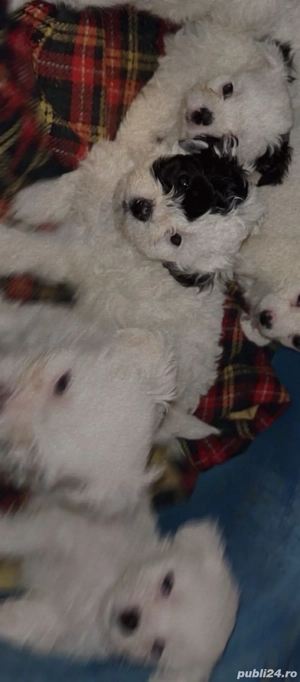Vand catelusi bichon - imagine 5