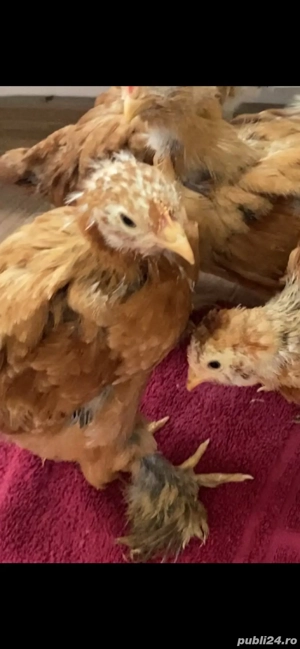 Puisori 4 saptamani - imagine 5