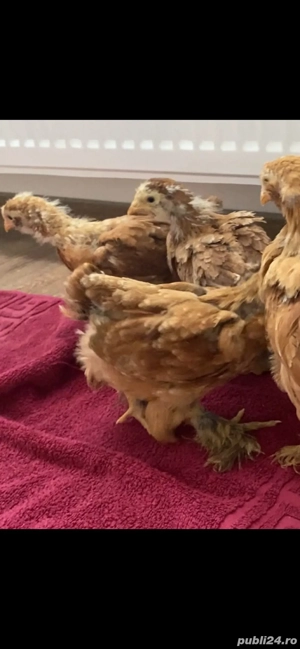 Puisori 4 saptamani - imagine 3