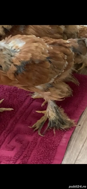 Puisori 4 saptamani - imagine 2