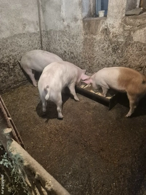 Disponibili 2 la alegere !!!