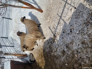 Vând 3 berbecuti de anu trecut. - imagine 2