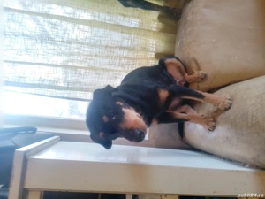 Pincer familie, un an și șase luni, disponibilă unor persoane care i și doresc prieteni adevărați. - imagine 3