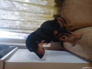 Pincer familie, un an și șase luni, disponibilă unor persoane care i și doresc prieteni adevărați. - imagine 2