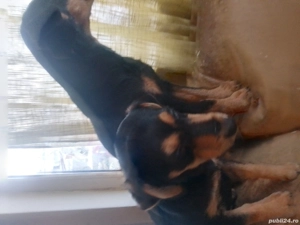 Pincer familie, un an și șase luni, disponibilă unor persoane care i și doresc prieteni adevărați. - imagine 5