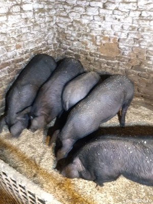 Porci burlinci de 5 luni - imagine 2