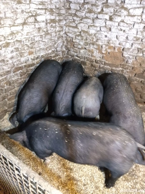 Porci burlinci de 5 luni - imagine 3