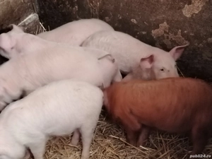 Vând purcei  - imagine 3