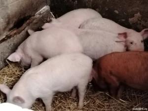 Vând purcei  - imagine 2