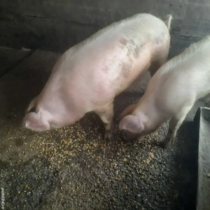 Porci de tara  - imagine 3