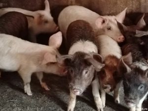 Soldanei duroc - imagine 2