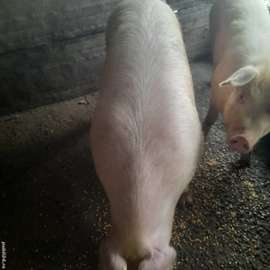 Porci de tara  - imagine 2