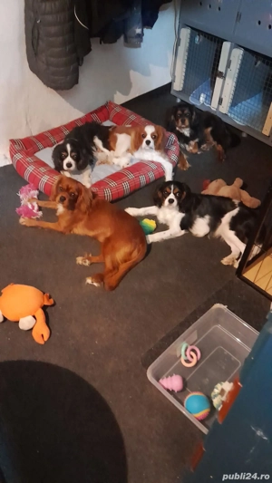 Cavalier King Charles Spaniel