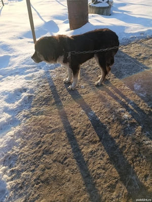vand femela ciobanesc de bucovina