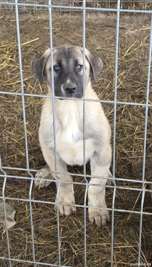 Pui femela kangal original de vanzare