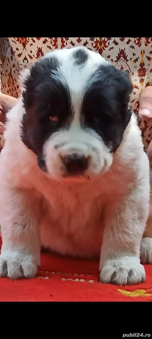 Ciobanesc De Asia Centrala 