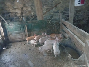 purcei de vanzare - imagine 2