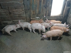 purcei de vanzare - imagine 4