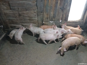 purcei de vanzare - imagine 3