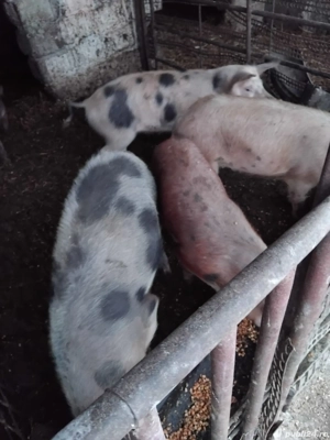 Purcei de vanzare - imagine 4