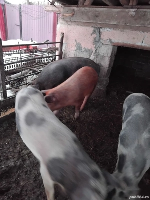 Purcei de vanzare - imagine 3