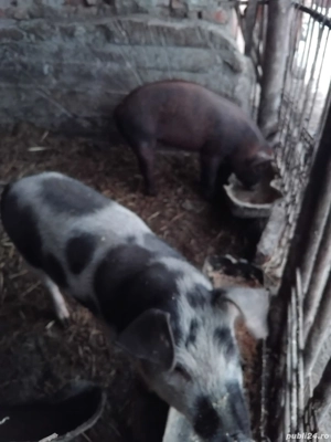 Purcei de vanzare - imagine 5