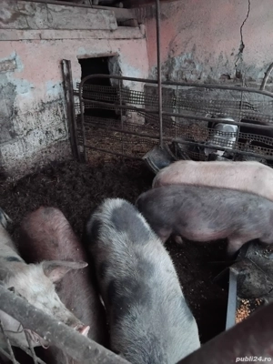 Purcei de vanzare - imagine 2