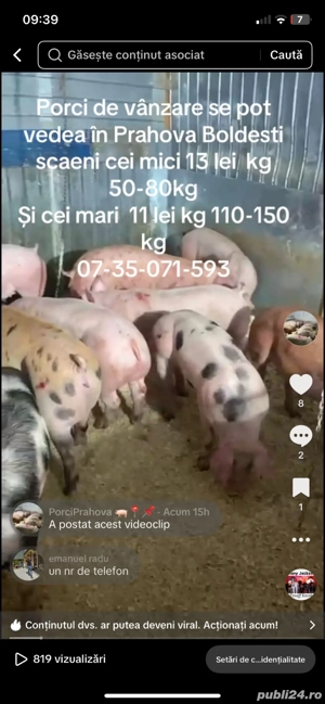 purcei de vanzare  - imagine 2