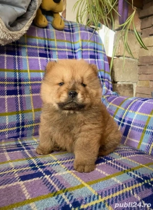 Chow Chow 