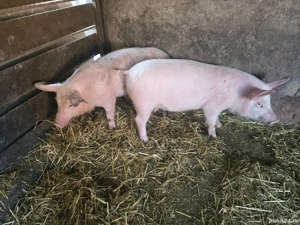 purceii de vanzare - imagine 3