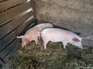 purceii de vanzare - imagine 5