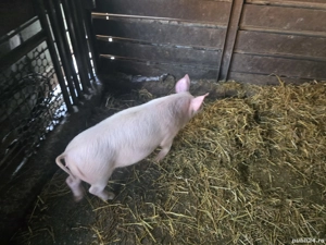 purceii de vanzare - imagine 2