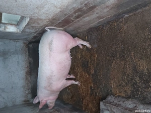 vand purcea fatata o data 9 lei kg