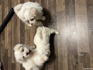 Bichon maltez toy - imagine 3