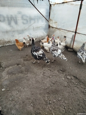 Vind ce se vede - imagine 3