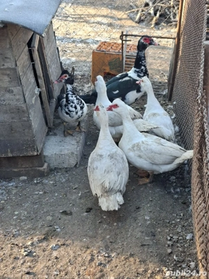 Vând rațe și rățoi. - imagine 4