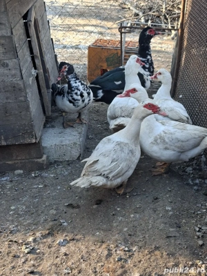 Vând rațe și rățoi. - imagine 3