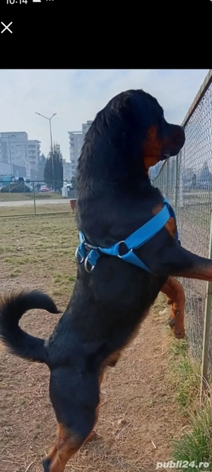Vând femela rottweiler, are 4 luni - imagine 4