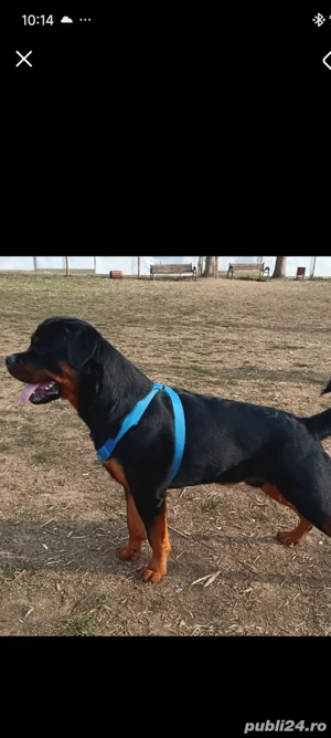 Vând femela rottweiler, are 4 luni - imagine 3