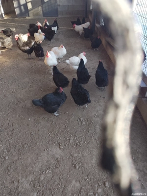 cucos si puicute de vanzare  - imagine 3