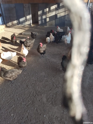 cucos si puicute de vanzare  - imagine 2