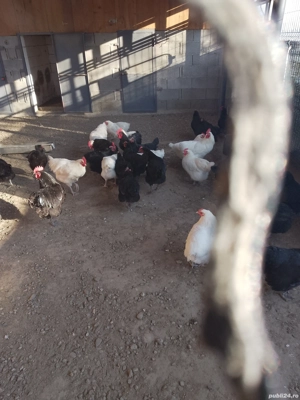 cucos si puicute de vanzare 