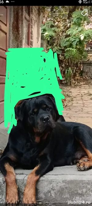 Vând femela rottweiler, are 4 luni - imagine 5