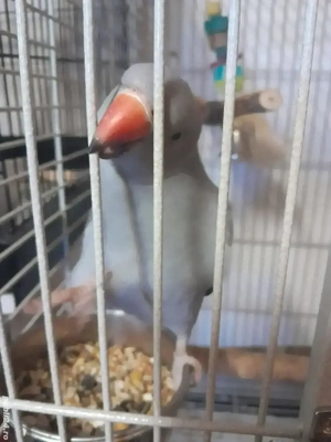 Voliera papagali mari