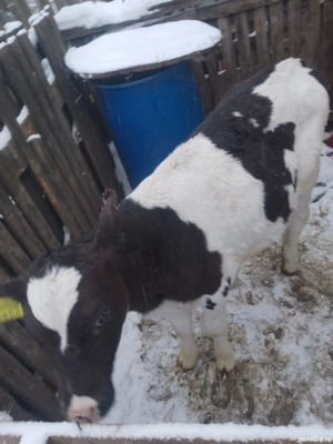 Vand tauras  3 luni jumate  - imagine 2