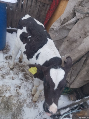 Vand tauras  3 luni jumate  - imagine 3