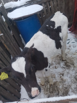 Vand tauras  intarcat 